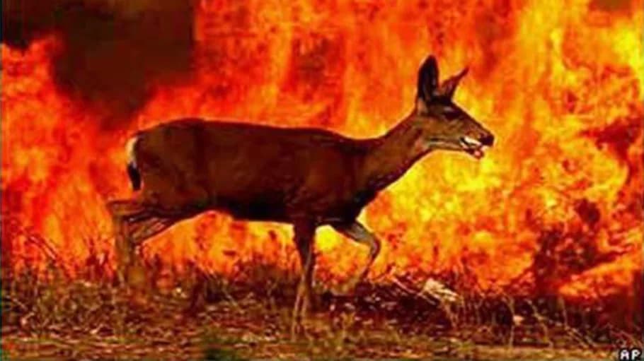 Satellite imagery of forest terrain used in fire prediction research